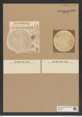 Diatomeae indet. Zeichnungen Sammlung Grunow Nr. 8209 (NHMW-BOT-W0377593)